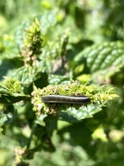 Spodoptera ornithogalli