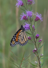Liatris aspera
