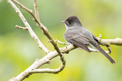 Contopus cinereus