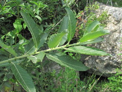 Salix pseudomedemii