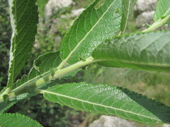 Salix pseudomedemii
