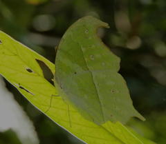 Protogoniomorpha parhassus