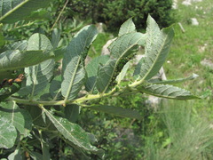 Salix pseudomedemii