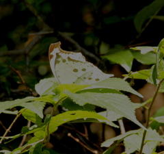 Protogoniomorpha parhassus