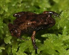 Arthroleptella bicolor