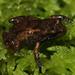 Bainskloof Moss Frog - Photo (c) Alex Rebelo, some rights reserved (CC BY-NC), uploaded by Alex Rebelo