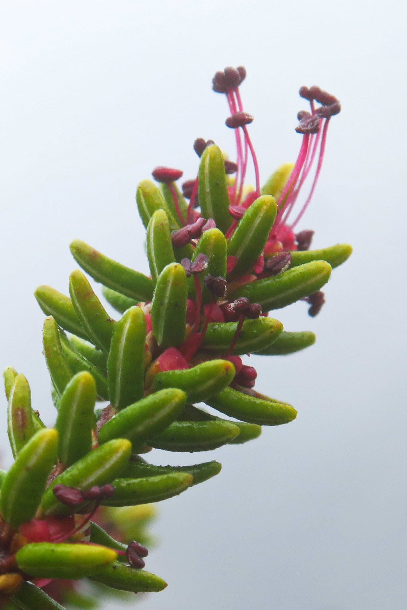 pink ice protea plant Protea - Pink Ice Wholesale Bunches