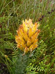Mimetes pauciflorus