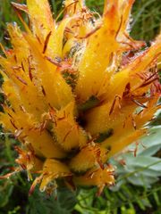Mimetes pauciflorus