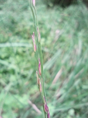 Molinia