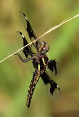 Palpopleura