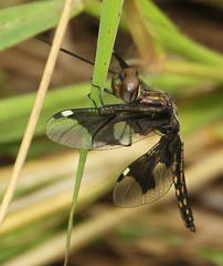 Palpopleura