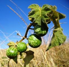 Solanum aculeatissimum