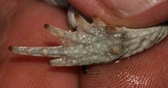 Vandijkophrynus angusticeps