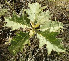 Solanum aculeatissimum