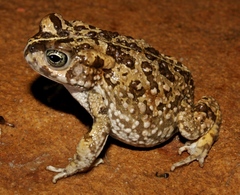 Vandijkophrynus angusticeps