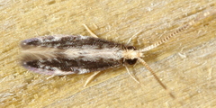 Orthotrichia