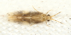 Oxyethira