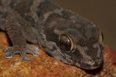 Pachydactylus formosus