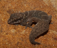 Pachydactylus formosus