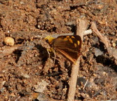 Metisella metis paris