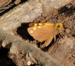 Metisella metis paris
