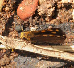 Metisella metis paris