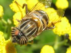 Eristalinus quinquelineatus