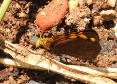 Metisella metis paris