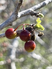 Bursera littoralis
