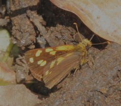 Metisella metis paris