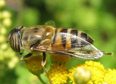 Eristalinus quinquelineatus