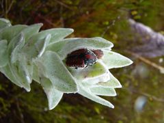 Trichostetha capensis
