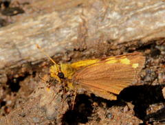 Metisella metis paris