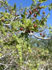 Bursera littoralis