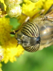 Eristalinus quinquelineatus