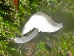 Mycena