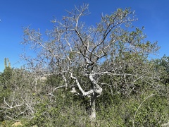 Bursera littoralis