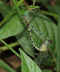 Lestinogomphus angustus