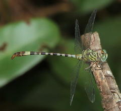 Lestinogomphus angustus