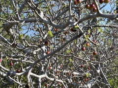 Bursera littoralis