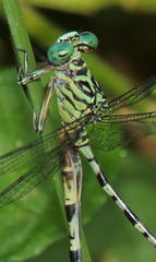 Lestinogomphus angustus