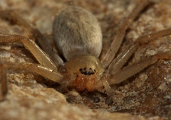 Eusparassus