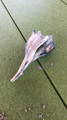 Sinistrofulgur pulleyi