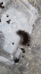Spilosoma lubricipeda