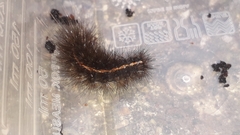 Spilosoma lubricipeda