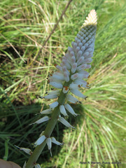 Kniphofia buchananii