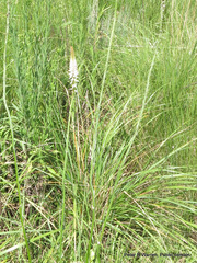 Kniphofia buchananii