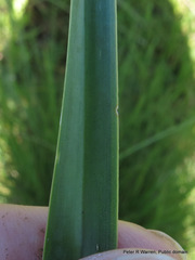 Kniphofia buchananii