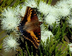 Charaxes pelias